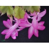 schlumbergera_orssichiana_hybrid_pg5_pink_regent_flower_3