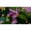 schlumbergera_wild_cactus_plant_flower_1